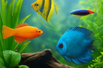 Bring the Tropics Home: A UK Buyer’s Guide to Healthy, Vibrant Aquarium Fish Delivered