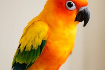Bringing Color and Song Home: A Smart Buyer’s Guide to Exotic Birds for Sale